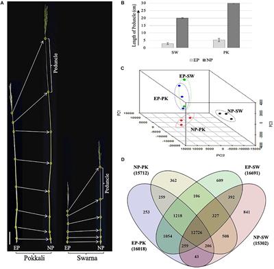 Gene Expression Dynamics in Rice Peduncles at the Heading Stage